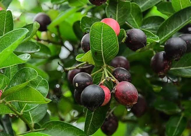 호텔 Chalobahills Farmstay Resort