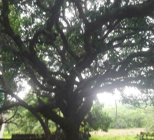 Schronisko Ashvem Banyan Tree