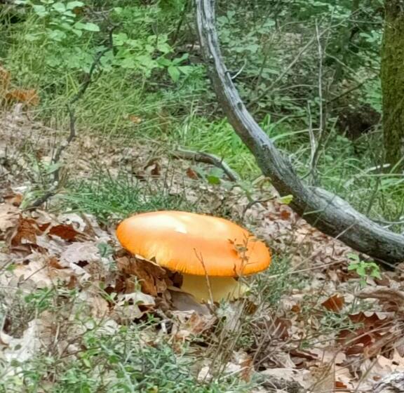 צימר Compiano Bb Strela 39