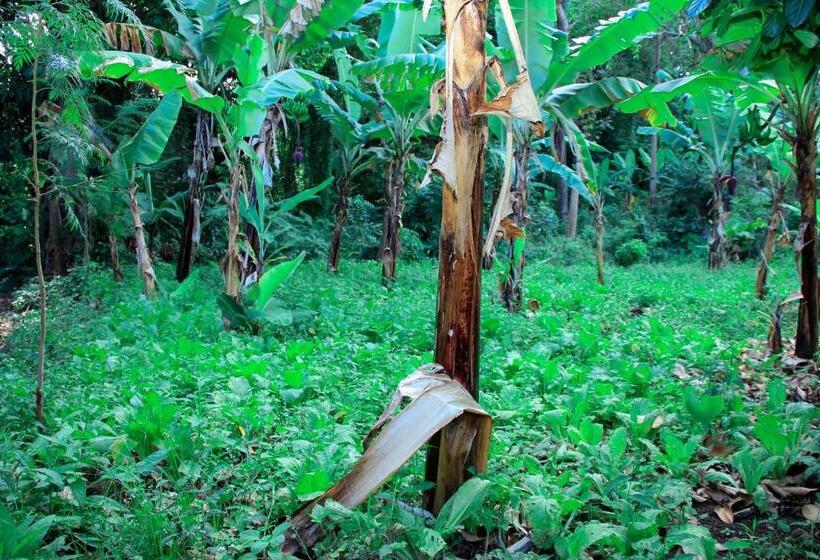 住宿加早餐 Kindo Kicha Farmhouse