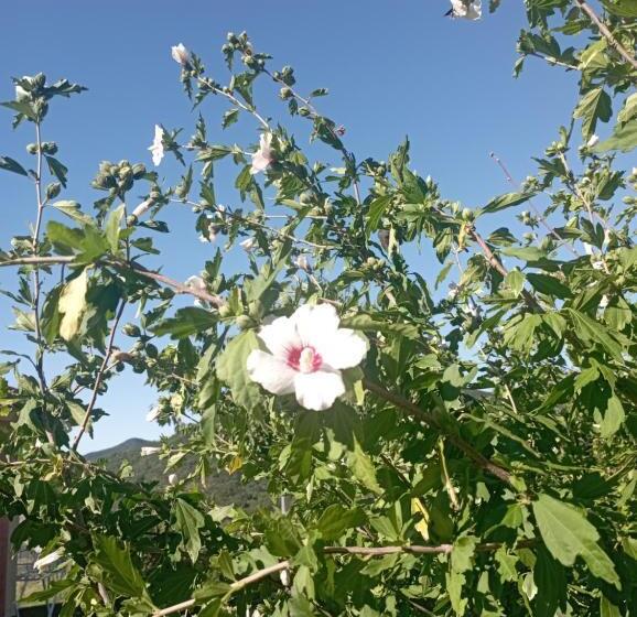 La Tana Della Volpetta   Bed & Breakfast