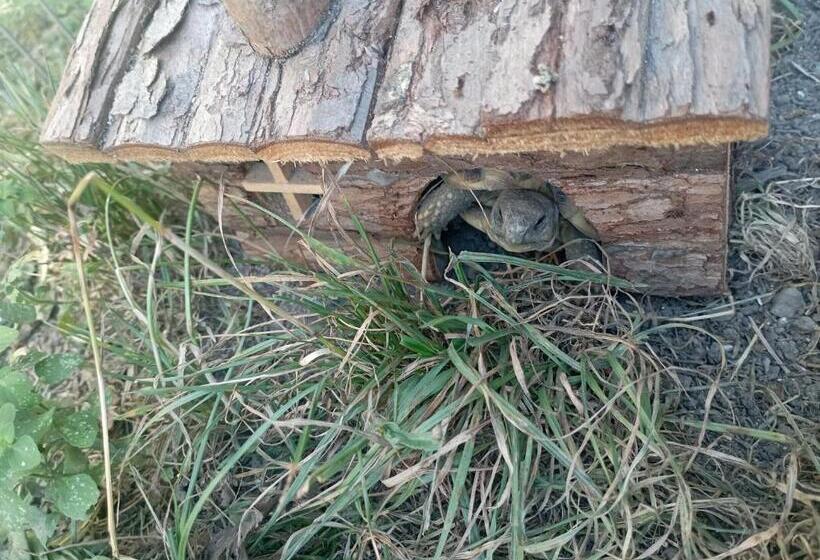 La Tana Della Volpetta   Bed & Breakfast