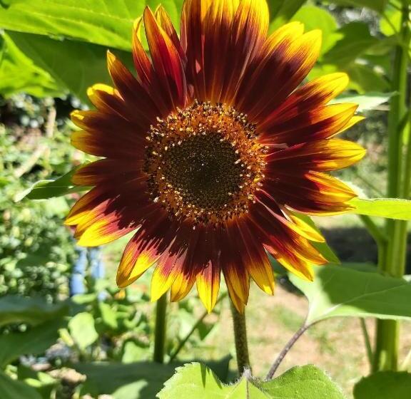 La Tana Della Volpetta   Bed & Breakfast