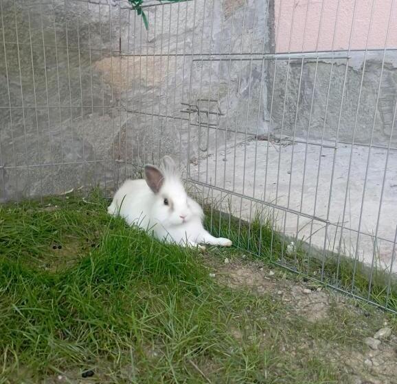 La Tana Della Volpetta   Bed & Breakfast