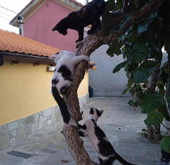 La Tana Della Volpetta   Bed & Breakfast