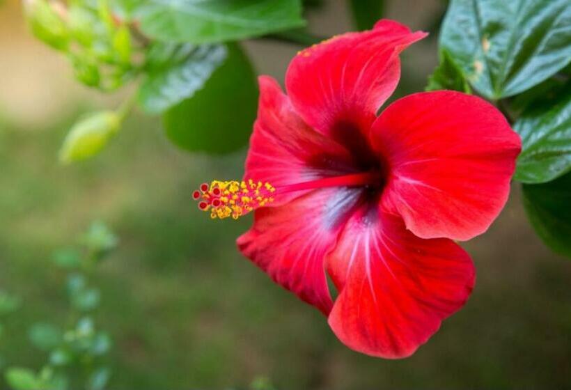 הוסטל Silver Sand