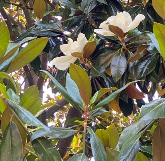 住宿加早餐  Le Magnolie