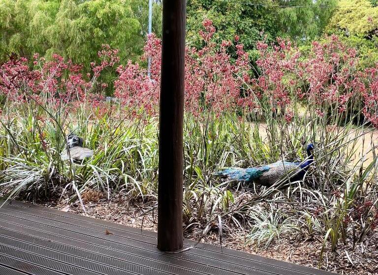 Отель Wandana Studio Your Kalgan Escape