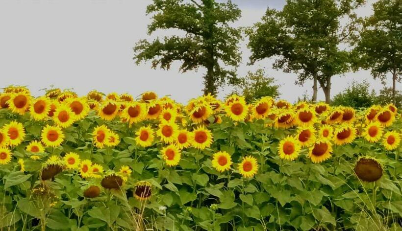 Bed and Breakfast Le Chalet Du Coin