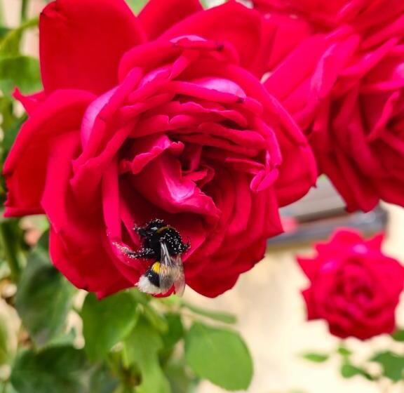 Pensiunea Sun Victor