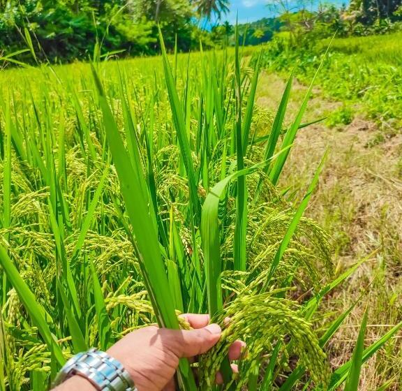 ベッドアンドブレックファースト Peacock Village Pinnawala