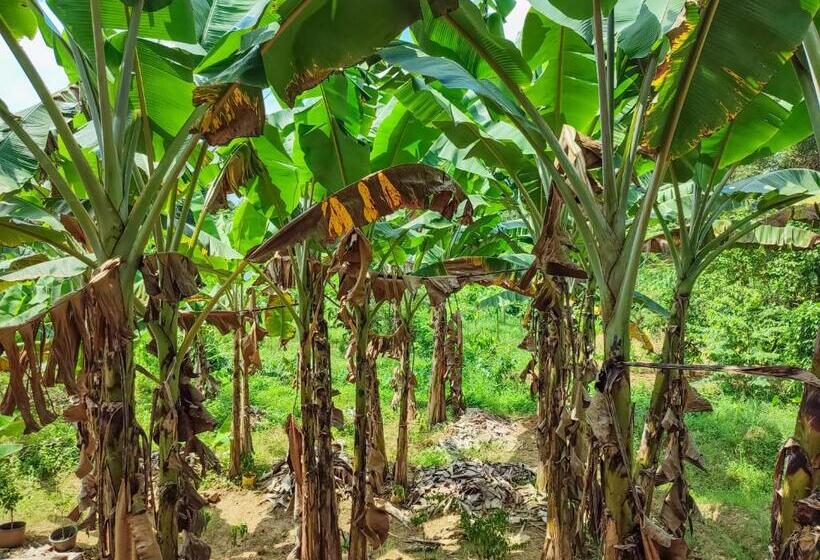 ベッドアンドブレックファースト Peacock Village Pinnawala