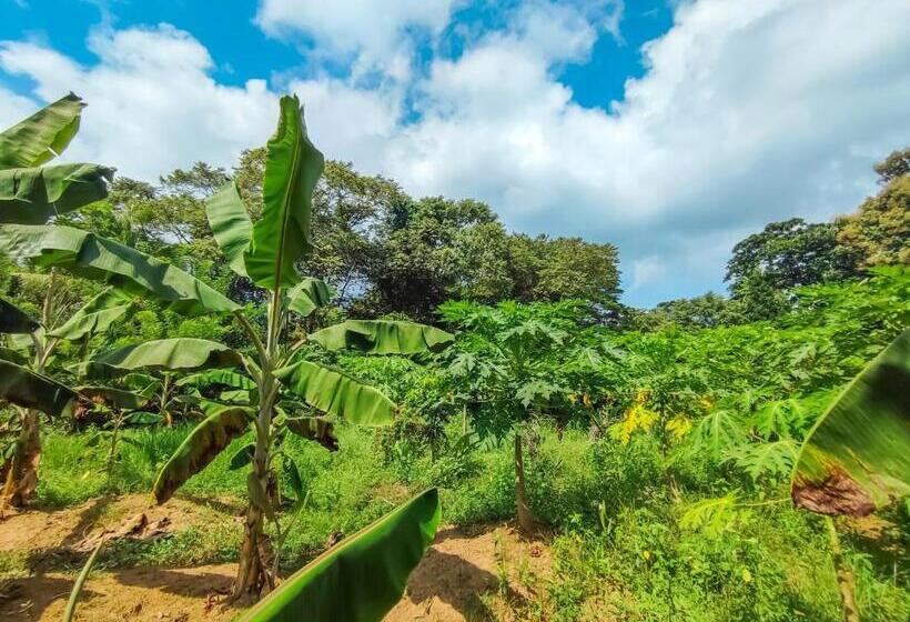ベッドアンドブレックファースト Peacock Village Pinnawala