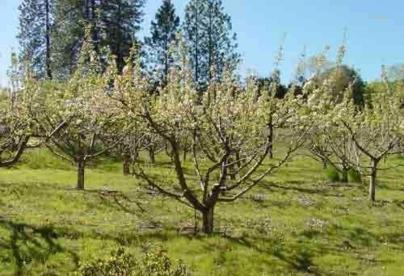 住宿加早餐  Apple Blossom Inn