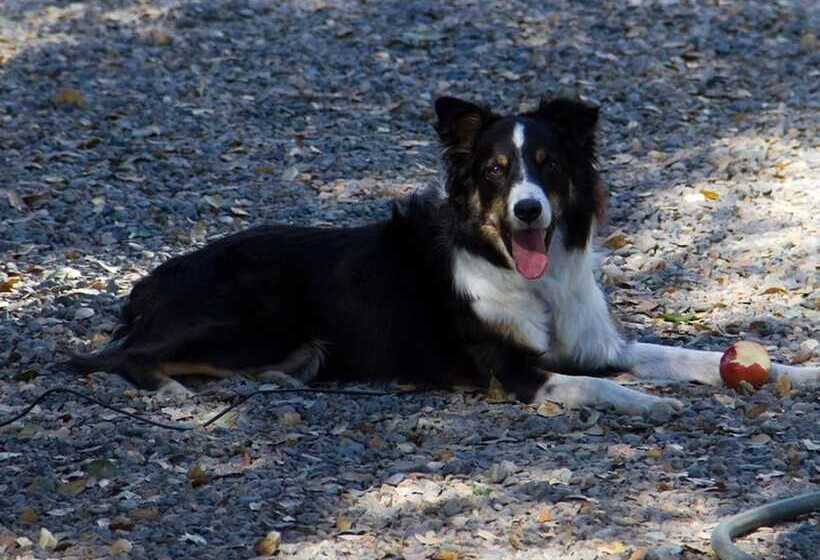 住宿加早餐  Apple Blossom Inn