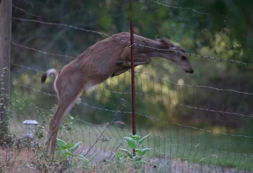 住宿加早餐  Apple Blossom Inn