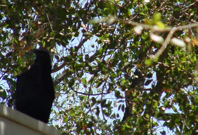 住宿加早餐  Apple Blossom Inn