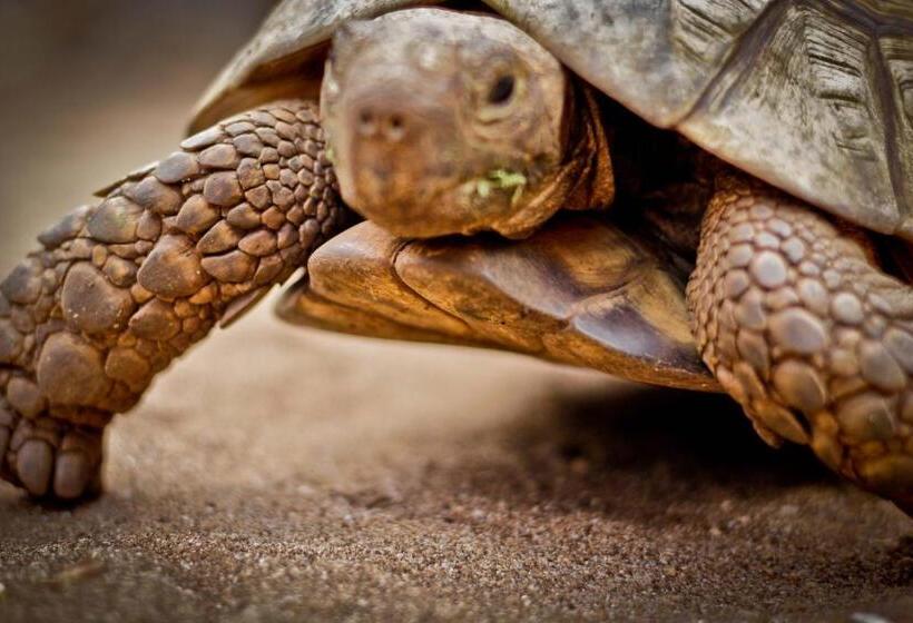 فندق Samaki Lodge