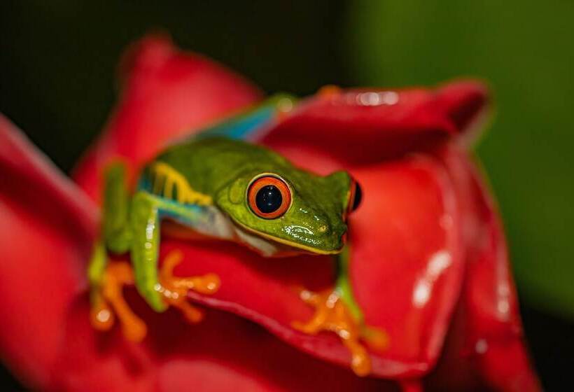 Tifakara Boutique Hotel & Birding Oasis