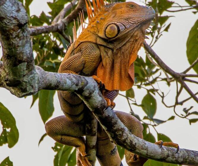 Tifakara Boutique Hotel & Birding Oasis