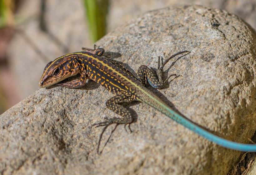 Tifakara Boutique Hotel & Birding Oasis