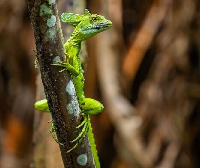 Tifakara Boutique Hotel & Birding Oasis