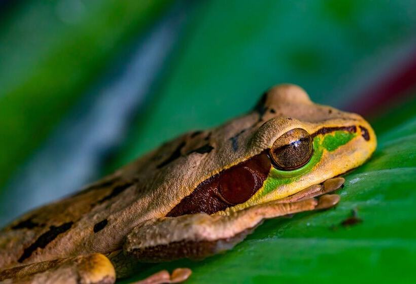 Tifakara Boutique Hotel & Birding Oasis