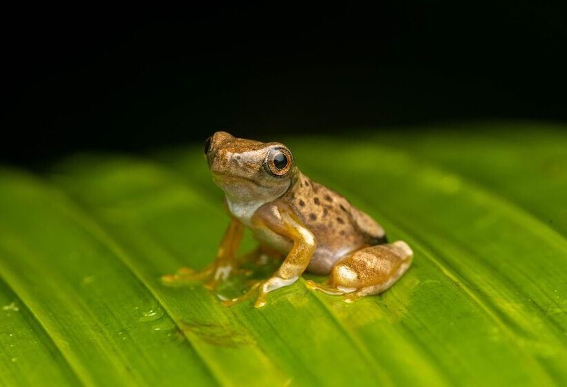 Tifakara Boutique Hotel & Birding Oasis