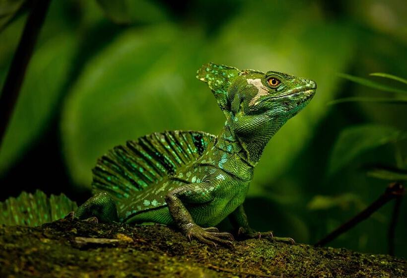 Tifakara Boutique Hotel & Birding Oasis