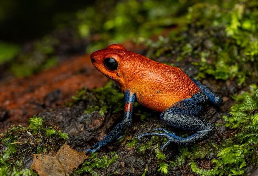 Tifakara Boutique Hotel & Birding Oasis