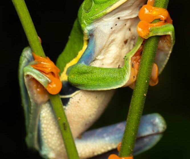 Tifakara Boutique Hotel & Birding Oasis