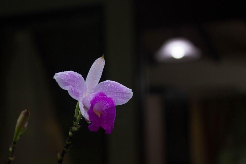 Tifakara Boutique Hotel & Birding Oasis