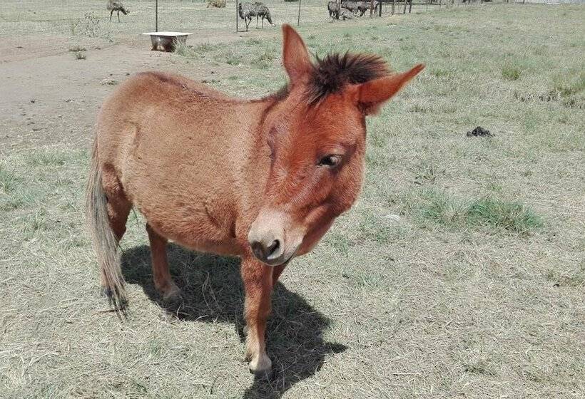 פנסיון Mountain View Guest House