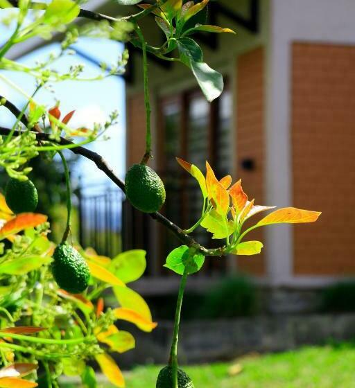 ホテル Kalongo Farm Ecosystem Homes