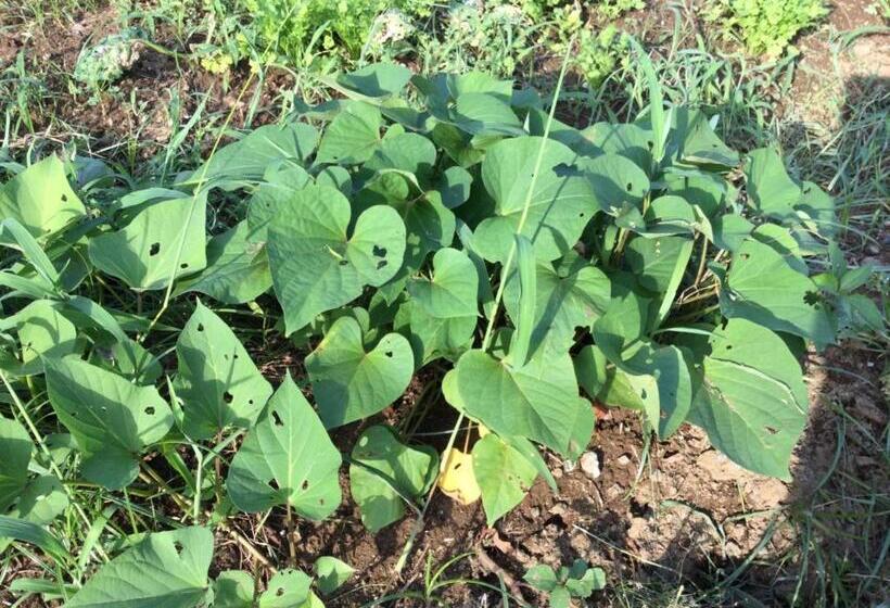 膳宿费 Ichigo Sou   Vacation Stay 14704