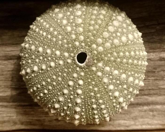 Bed and Breakfast Skogstorp Hvilohem