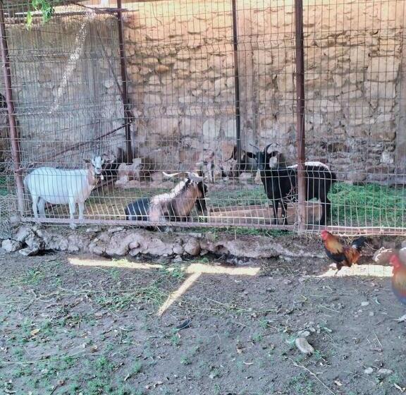 펜션 Conacul Muzeul Pietrei