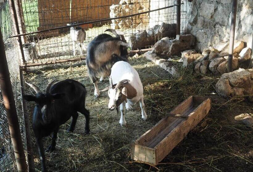 펜션 Conacul Muzeul Pietrei