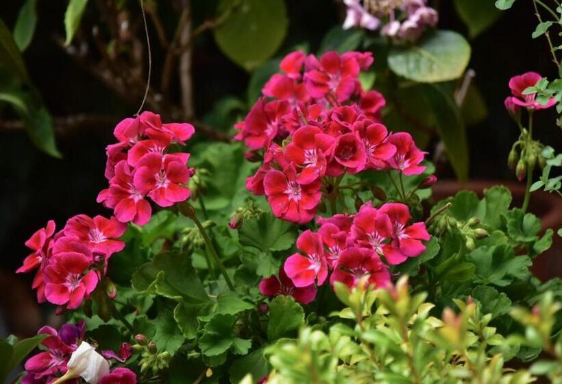 ベッドアンドブレックファースト Cour De Dinzheim