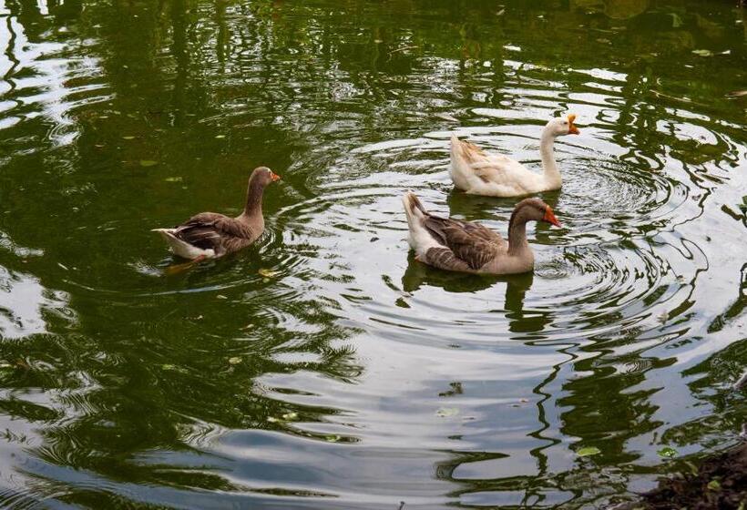 בית מלון כפרי Casa Del árbol, Romántico, Piscina, En Chinauta, El Mejor Clima