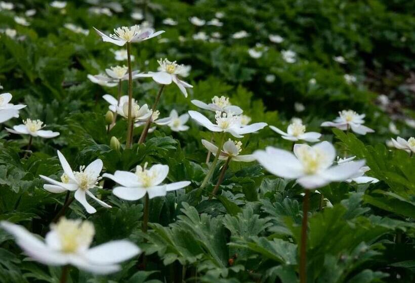 فندق Yamano Hidaya