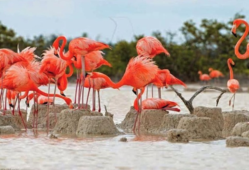 هاستل Tribe Beachville