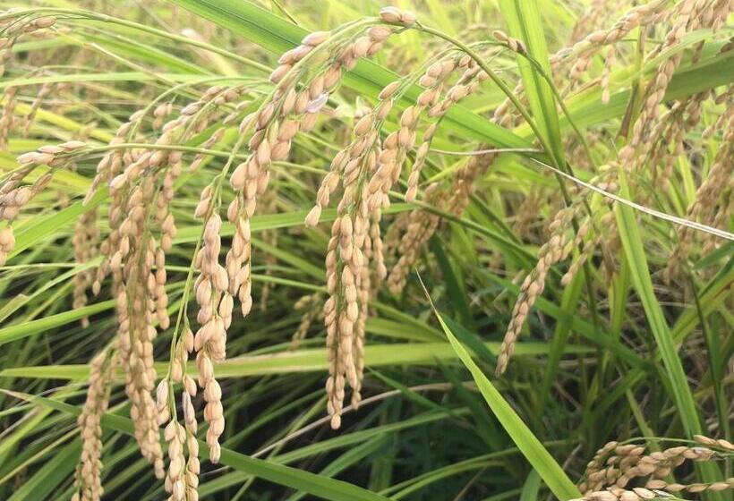 호텔 Nasushiobara Masudaya