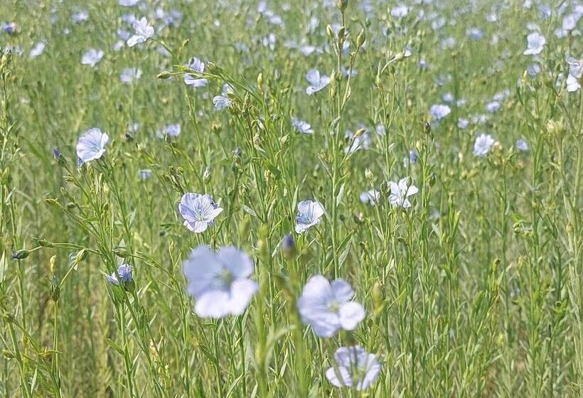 住宿加早餐 Gîte, Le Séchoir à Lin Demeure De Charme