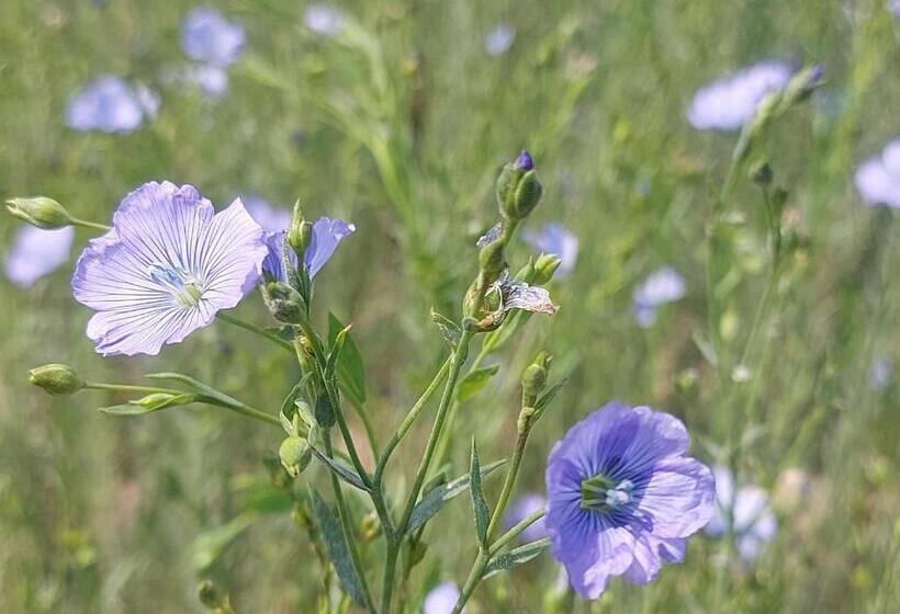 住宿加早餐 Gîte, Le Séchoir à Lin Demeure De Charme