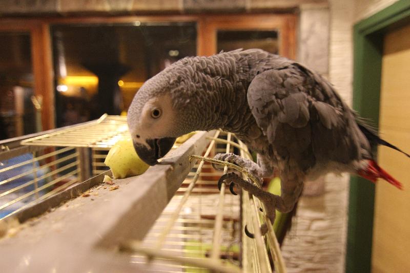 ホテル Ayder Doga Resort