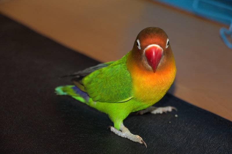 ホテル Ayder Doga Resort