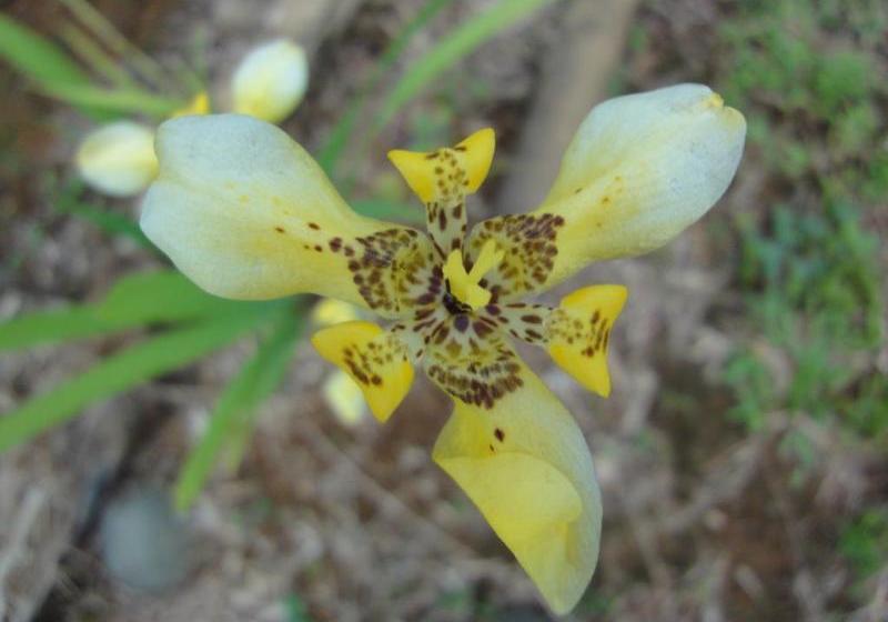 酒店 Cabinas Los Almendros