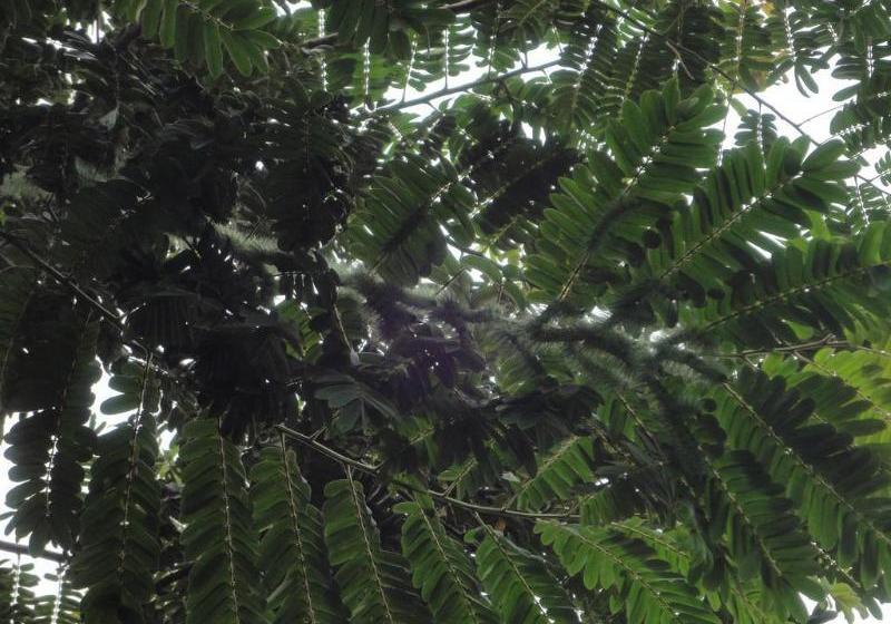 ホテル Cabinas Los Almendros