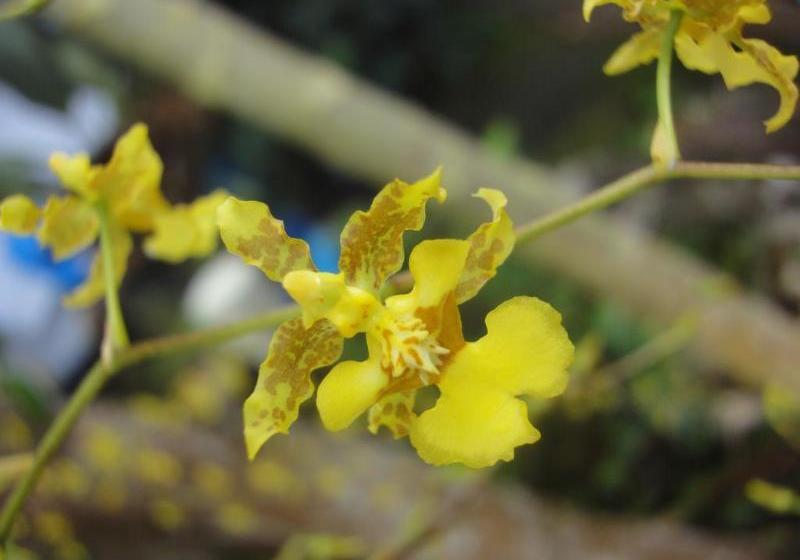 ホテル Cabinas Los Almendros